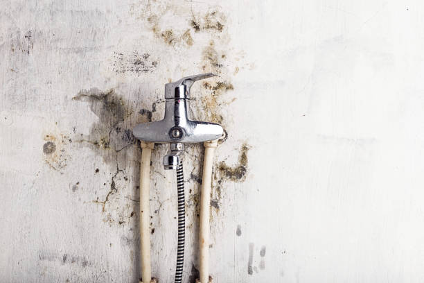 Best Mold Remediation for Specific Building Types in Haines, AK
