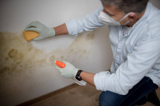 Best White Mold Remediation in Haines, AK