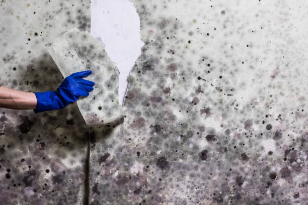 Best Post-Flood Mold Remediation in Haines, AK